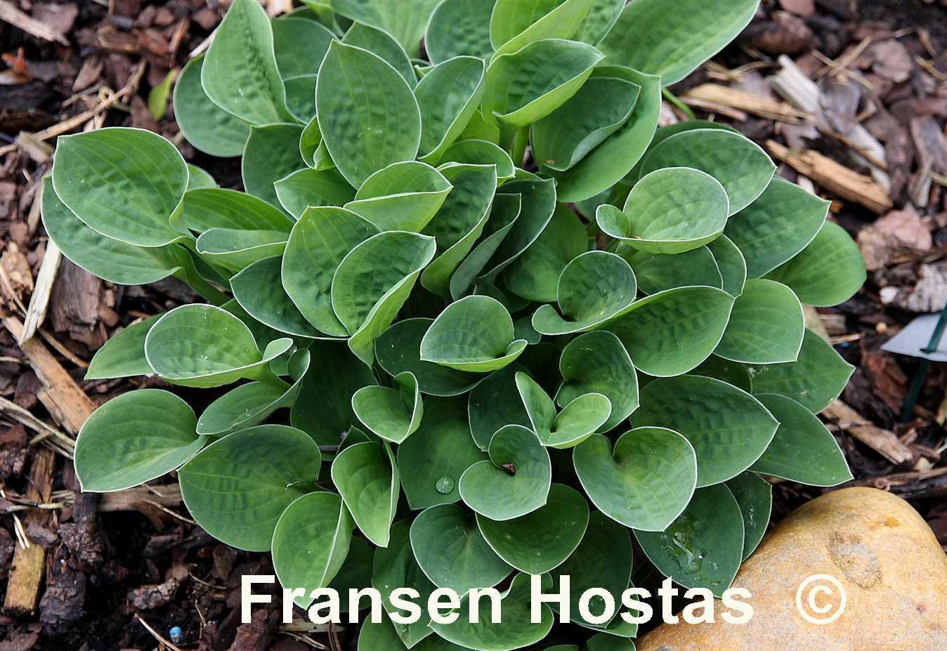 Hosta Baby Bunting Fransen Hostas