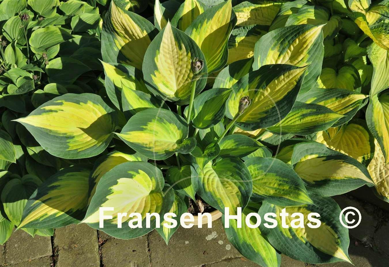 Hosta Forbidden Fruit - Fransen Hostas