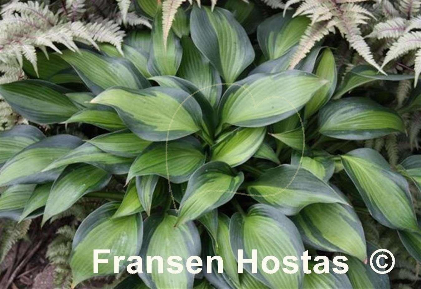Hosta June Spirit - Fransen Hostas