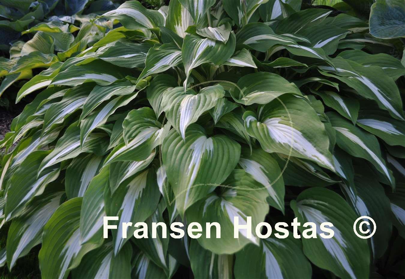 ... > Hosta catalogue > h > Hosta hosta night before christmas ... > Hosta catalogue > h > Hosta hosta night before christmas