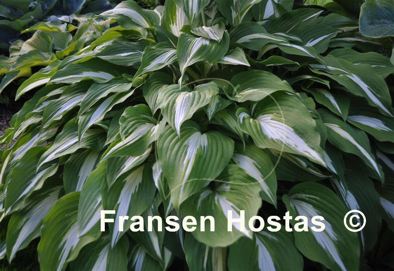 ... > Hosta catalogue > h > Hosta hosta night before christmas