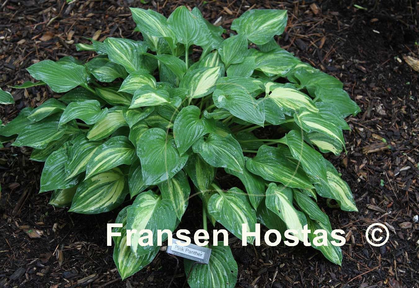 Hosta Pink Panther Fransen Hostas