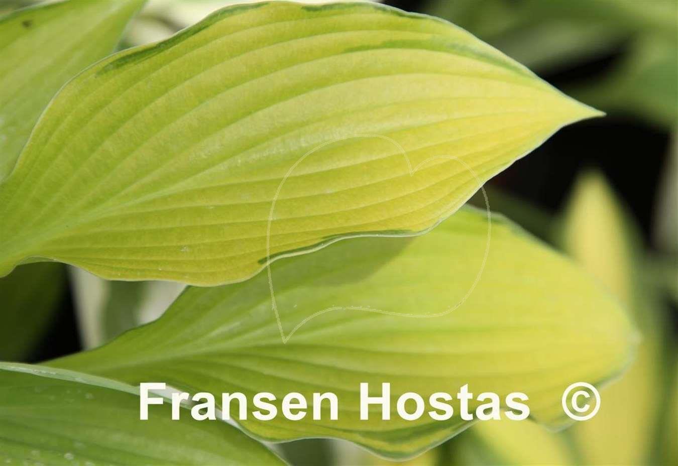 Hosta Prairie Sunset Fransen Hostas