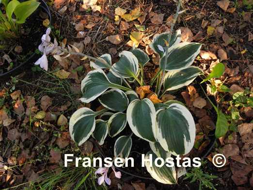 Hosta Firn Line - Fransen Hostas