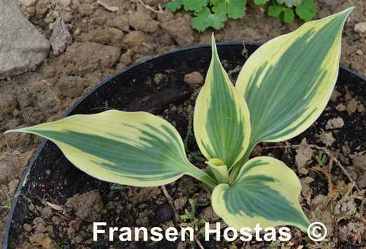 Hosta Firn Line - Fransen Hostas