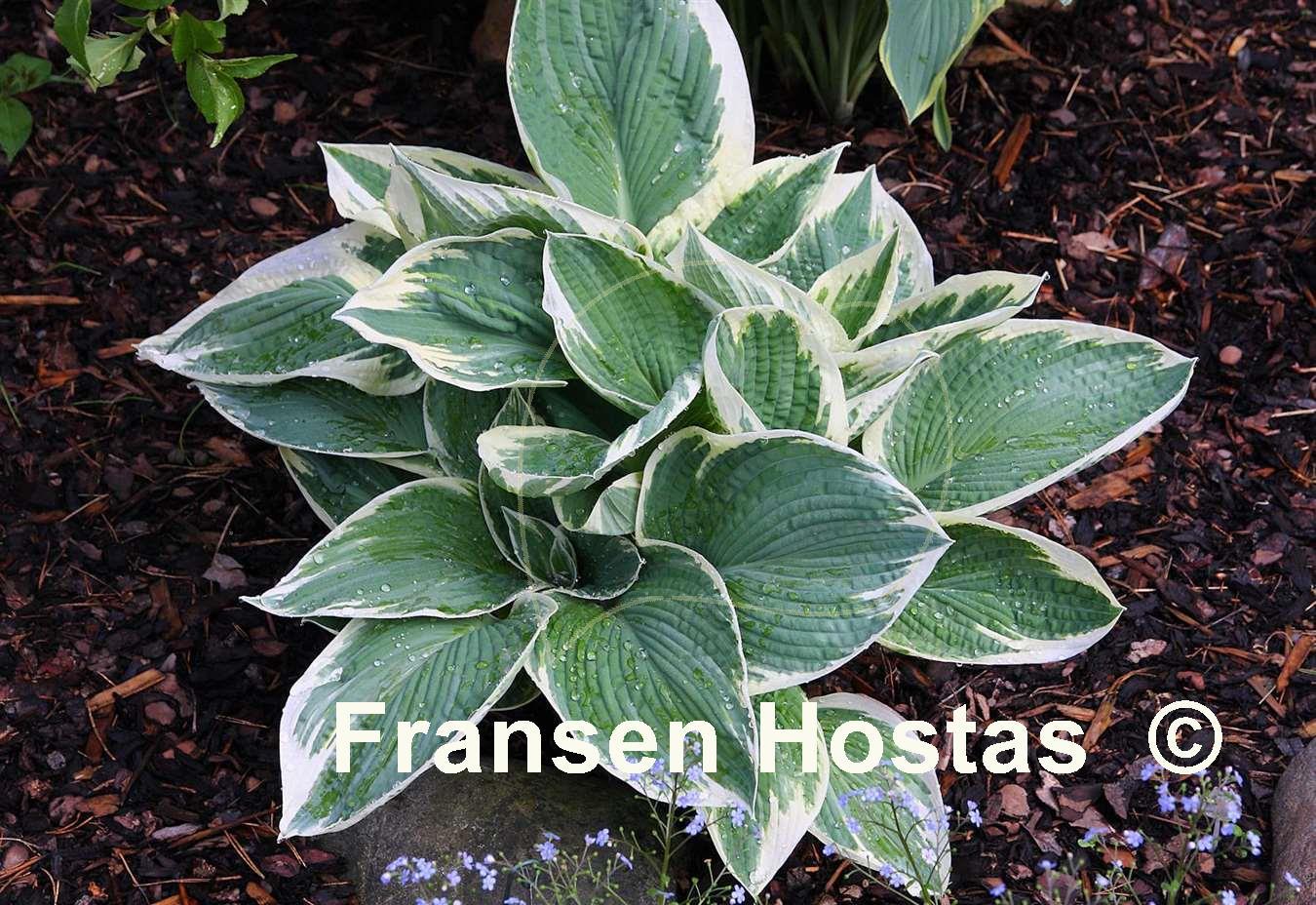 Hosta Barbara Ann - Fransen Hostas, hartlelie
