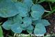 Blue Chip