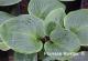 Kiwi Emerald