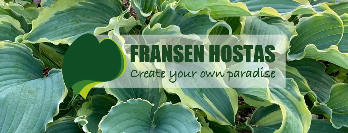 Hosta Voices in the Wind