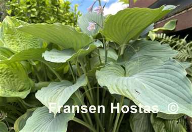 Hosta 1st and Ten