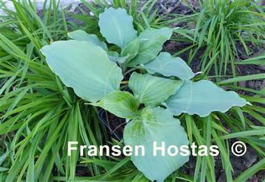 Hosta A Scape Plan