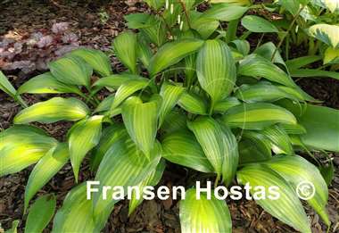 Hosta Abana