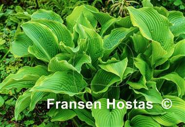 Hosta Abba Dabba Do