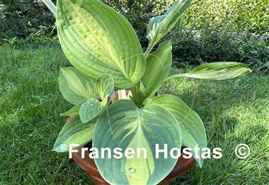 Hosta Abba Irresistible