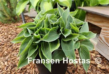 Hosta Abby