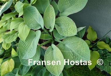 Hosta Abiqua Ariel