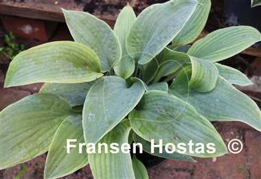 Hosta Abiqua Blue Crinkles