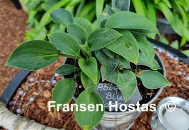Hosta Abiqua Blue Edger