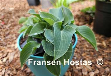 Hosta Abiqua Blue Edger