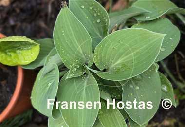 Hosta Abiqua Blue Edger