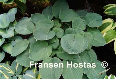 Hosta Abiqua Blue Madonna