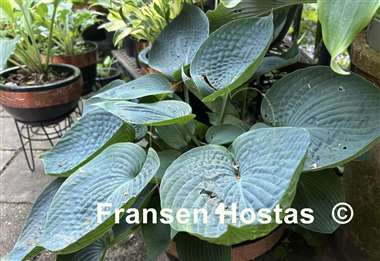 Hosta Abiqua Drinking Gourd