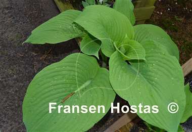 Hosta Abiqua Elephant Ears