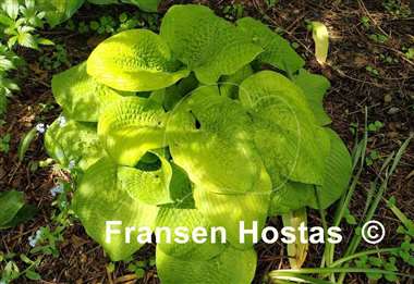 Hosta Abiqua Recluse