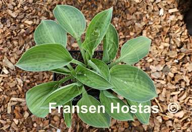 Hosta Abiqua Trumpet