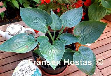 Hosta Above the Clouds