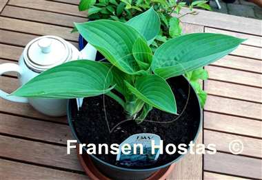 Hosta Above the Clouds