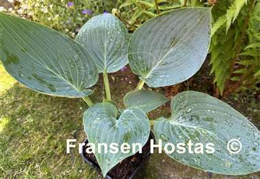 Hosta Above the Clouds