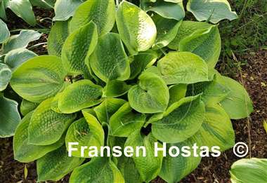 Hosta Academy Blushing Recluse