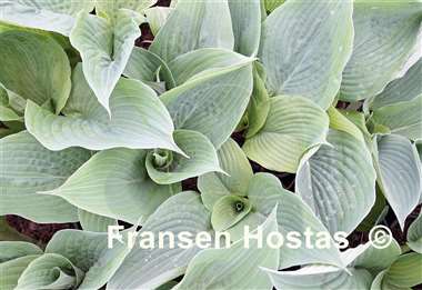 Hosta Act of Green