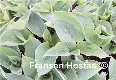 Hosta Act of Green