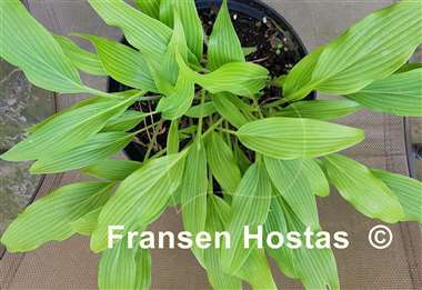 Hosta Addicted to Love