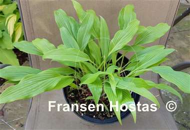 Hosta Addicted to Love