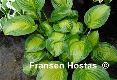 Hosta Adorable