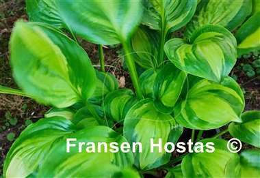 Hosta Adorable