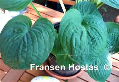 Hosta After Party