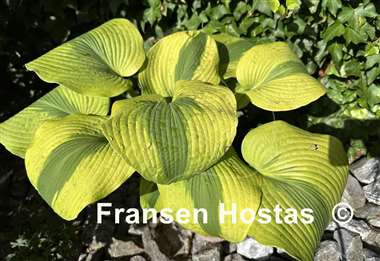 Hosta Afterglow