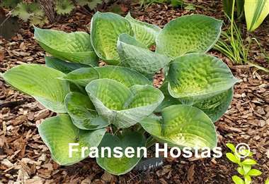 Hosta Ah-ha-ha-bah