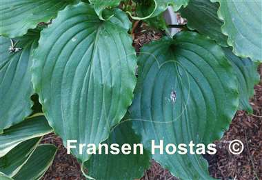 Hosta Ain't Misbehavin