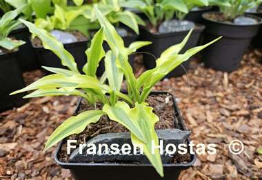 Hosta Alakazaam