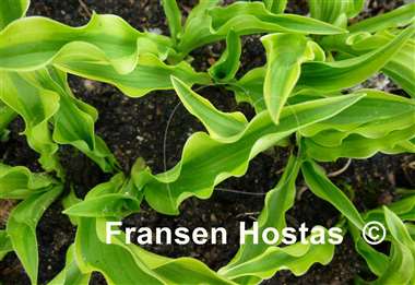 Hosta Alakazaam