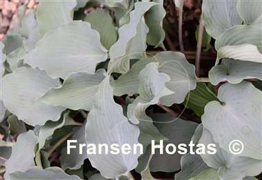 Hosta Alana's Laugh