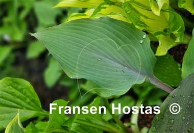 Hosta Alana's Laugh