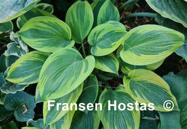 Hosta Alex Summers 