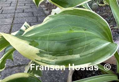 Hosta All Aflutter