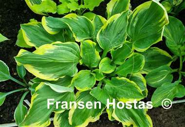Hosta All Aflutter